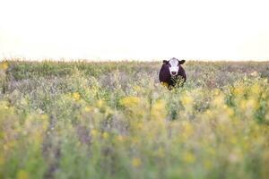 stutar och kvigor Uppfostrad med naturlig gräs, argentine kött produktion foto