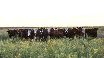 stutar och kvigor Uppfostrad med naturlig gräs, argentine kött produktion foto