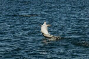 dunkel delfin Hoppar, halvö valdes, patagonien, argentina foto