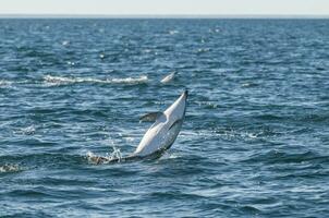 dunkel delfin Hoppar, halvö valdes, patagonien, argentina foto