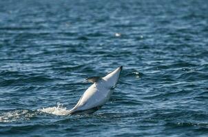 dunkel delfin Hoppar, halvö valdes, patagonien, argentina foto