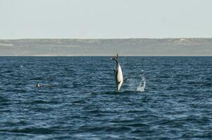 dunkel delfin Hoppar, halvö valdes, patagonien, argentina foto