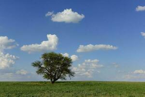 enslig träd i pampas landskap, patagonien, argentina foto