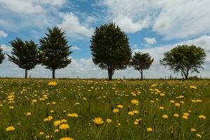 tall träd landskap, la pampa provins, patagonien, argentina. foto