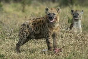 hyena äter, afrika foto