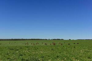 gräs utfodra, ko, la pampa, argentina foto