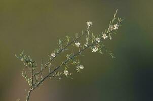 vild blommor i semi öken miljö, calden skog, la pampa argentina foto