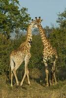 giraffa, kruger nationell parkera foto