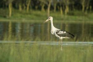 maguari stork, argentina foto