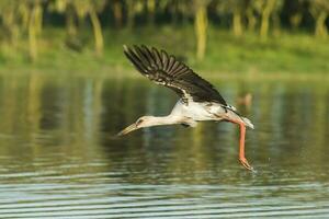 maguari stork, argentina foto