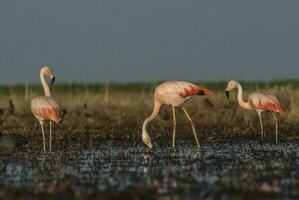 flamingos, patagonien argentina foto