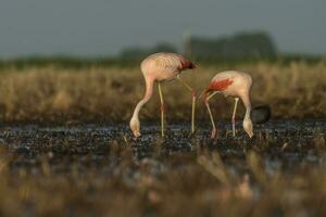 flamingos, patagonien argentina foto
