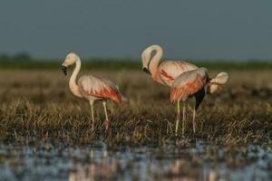 flamingos, patagonien argentina foto