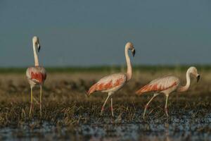 flamingos, patagonien argentina foto