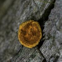 orange svamp på de trunk av en träd, la pampa provins, patagonien, argentina. foto