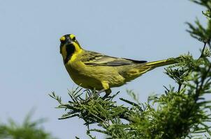 gul kardinal, gubernatrix cristata, endangered arter i la pampa, argentina foto