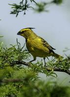 gul kardinal, gubernatrix cristata, endangered arter i la pampa, argentina foto