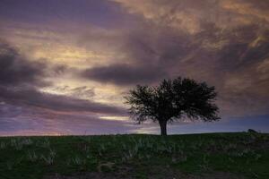 solnedgång calden träd landskap, la pampa provins, patagonien, argentina. foto