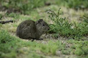 öken- cavi, lihue cal nationell parkera, la pampa provins, patagonien , argentina foto