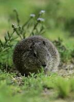 öken- cavi, lihue cal nationell parkera, la pampa provins, patagonien , argentina foto