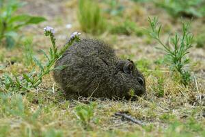 öken- cavi, lihue cal nationell parkera, la pampa provins, patagonien , argentina foto