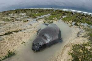 elefant täta, halvö valdes, unesco värld arv webbplats, patagonien, argentina foto