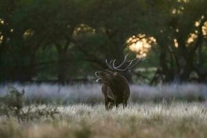 röd rådjur i la pampa, argentina, parque luro, natur boka foto