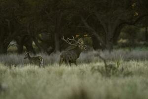 röd rådjur i la pampa, argentina, parque luro, natur boka foto