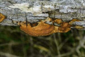 orange svamp på de trunk av en träd, la pampa provins, patagonien, argentina. foto