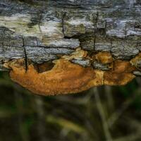 orange svamp på de trunk av en träd, la pampa provins, patagonien, argentina. foto