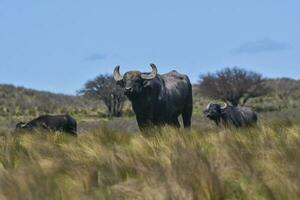 vatten buffel, bubalus bubalis, arter infördes i argentina, la pampa provins, patagonien. foto