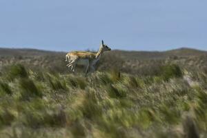 blackbuck antilop i pampas enkel miljö, la pampa provins, argentina foto