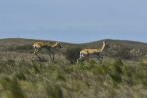 blackbuck antilop i pampas enkel miljö, la pampa provins, argentina foto