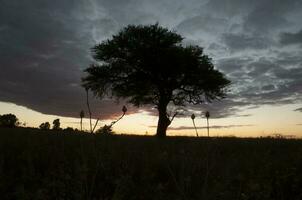 pampas träd landskap, la pampa provins, patagonien, argentina. foto