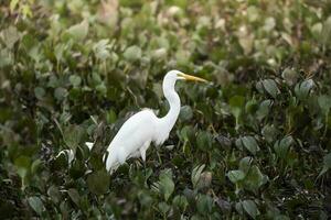 bra vit häger i våtmarks miljö, pantanal , mato grosso, Brasilien. foto