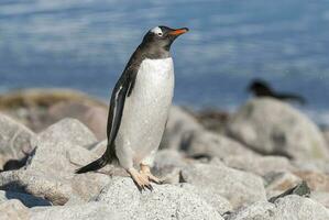 gentoo pingvin, på ett antarktisk strand, neko hamn, Antarktis foto