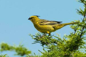 gul kardinal, gubernatrix cristata, endangered arter i la pampa, argentina foto