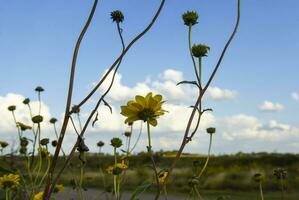 vild blomma, la pampa. patagonien, argentina foto