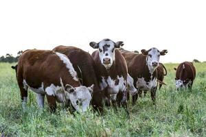 nötkreatur i de pampas landsbygden, argentine kött produktion, la pampa, argentina. foto