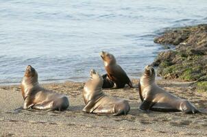 hav lejon på strand, halvö valdes, värld arv webbplats, patagonien, argentina foto