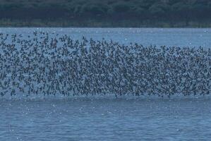 flock av fåglar i flyg, i la pampa , argentina. foto