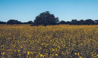 blommig fält i de pampas enkel, la pampa provins, patagonien, argentina. foto