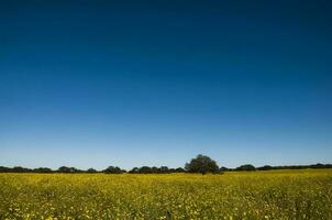 blommig fält i de pampas enkel, la pampa provins, patagonien, argentina. foto