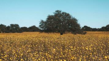 blommig fält i de pampas enkel, la pampa provins, patagonien, argentina. foto