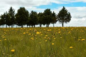 vild blommor och tallar, patagonien foto