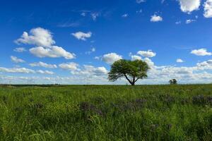 vår säsong landskap, la pampa foto