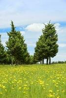 blommig landskap, la pampa, argentina foto