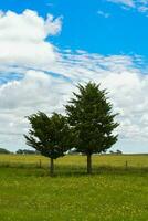 blommig landskap, la pampa, argentina foto