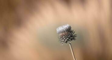 taggig vild blomma i patagonien, argentina foto