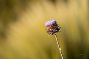 gul vild blomma i patagonien, argentina foto